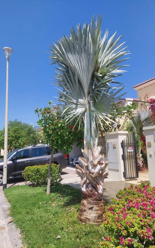 Bismarckia Palm Bismarckia Palm