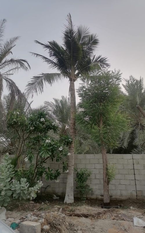 Coconut Palm Coconut Palm