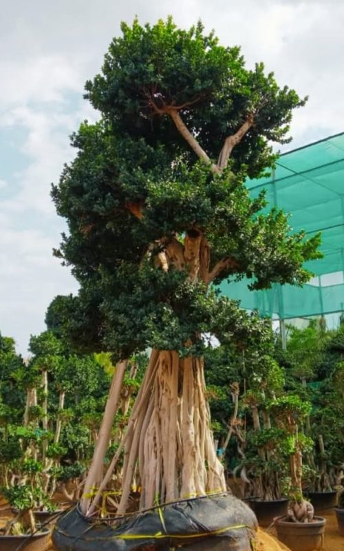 Ficus S Bonsai Ficus S Bonsai