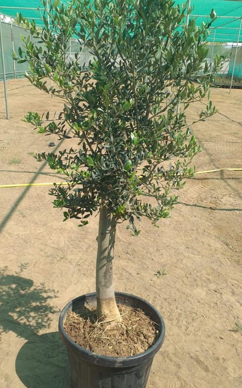 Olive Palm Olive Palm