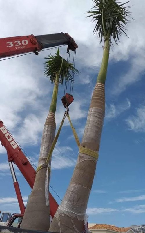 Royal Palm Royal Palm