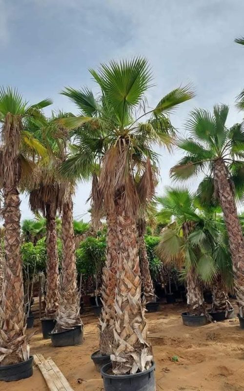 Washingtonia Washingtonia