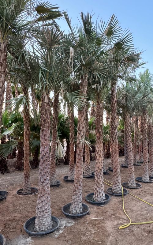 Wax Palm Wax Palm